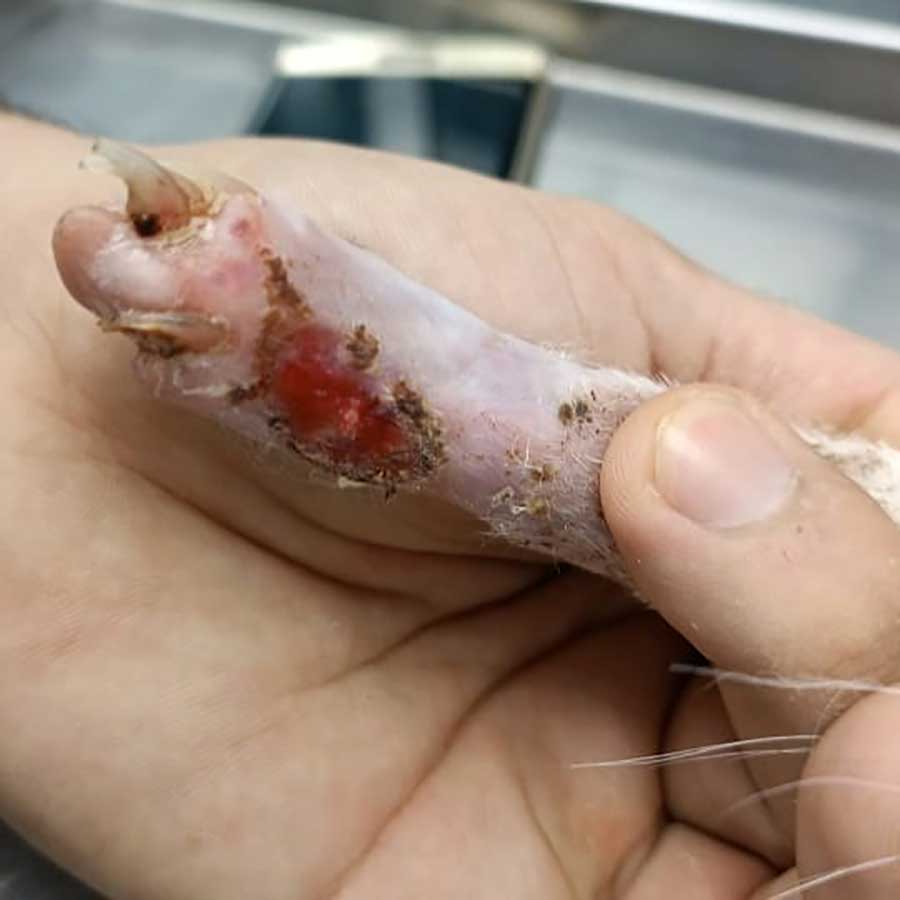 KATTY SAVED FROM AN AMPUTATION