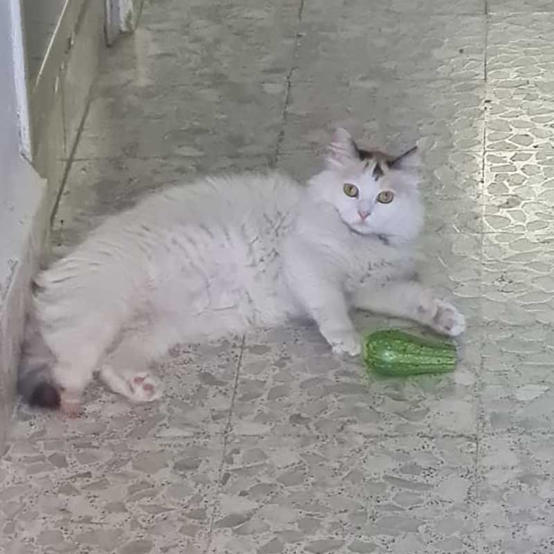 KATTY SAVED FROM AN AMPUTATION