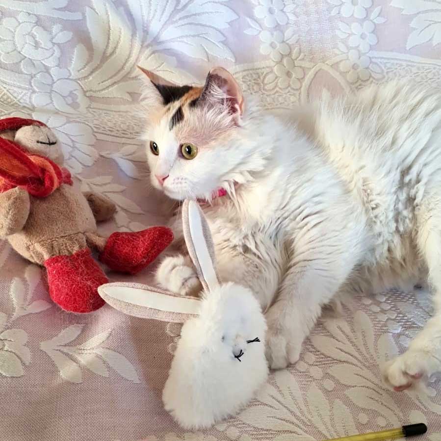 KATTY SAVED FROM AN AMPUTATION