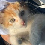 SPARK OR THE ENGINE KITTEN