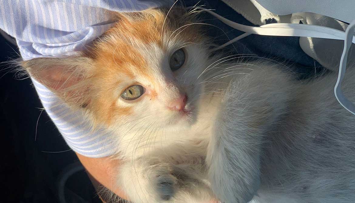 SPARK OR THE ENGINE KITTEN
