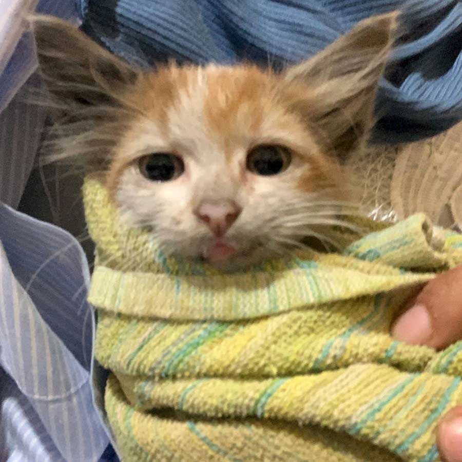 SPARK OR THE ENGINE KITTEN