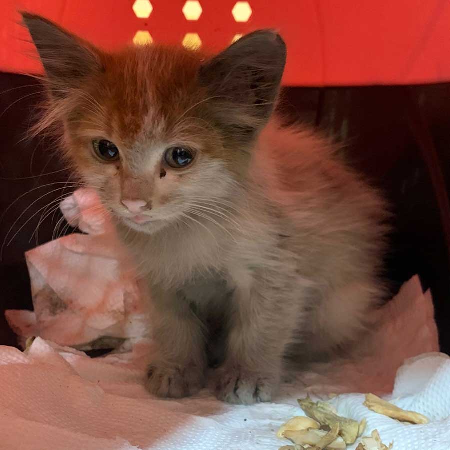 SPARK OR THE ENGINE KITTEN