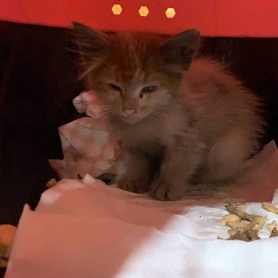 SPARK OR THE ENGINE KITTEN