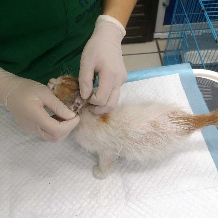 SPARK OR THE ENGINE KITTEN