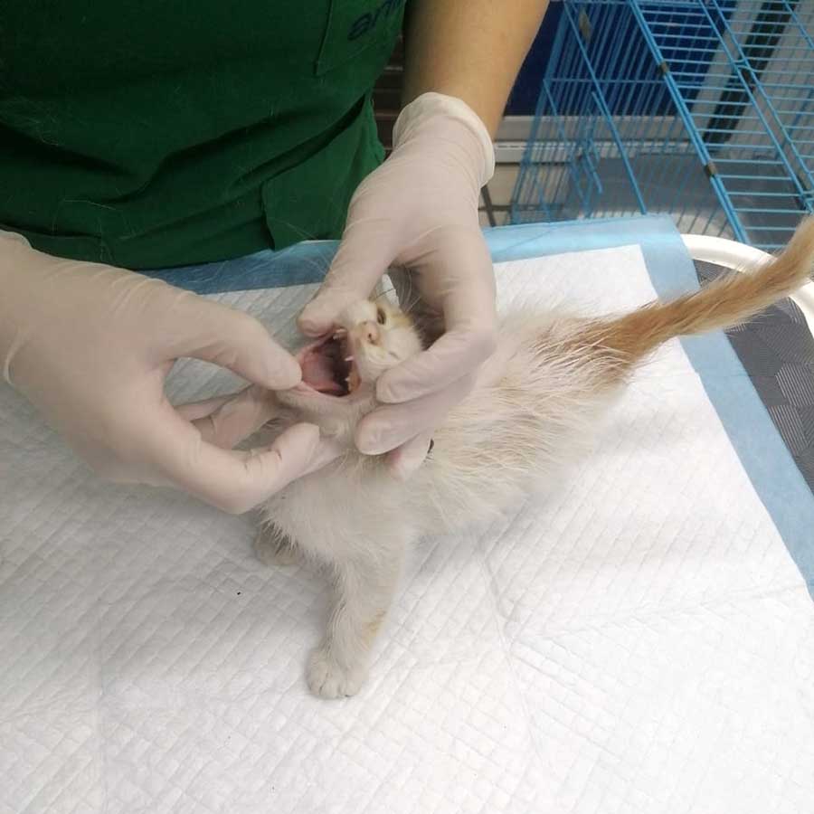 SPARK OR THE ENGINE KITTEN