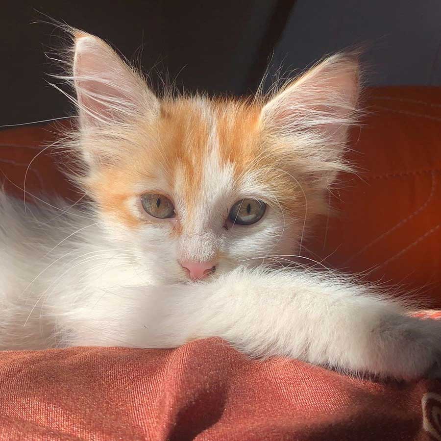 SPARK OR THE ENGINE KITTEN