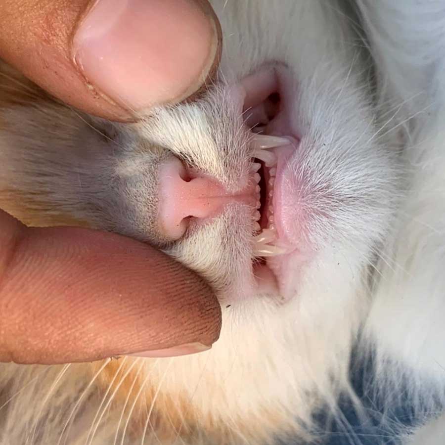 SPARK OR THE ENGINE KITTEN