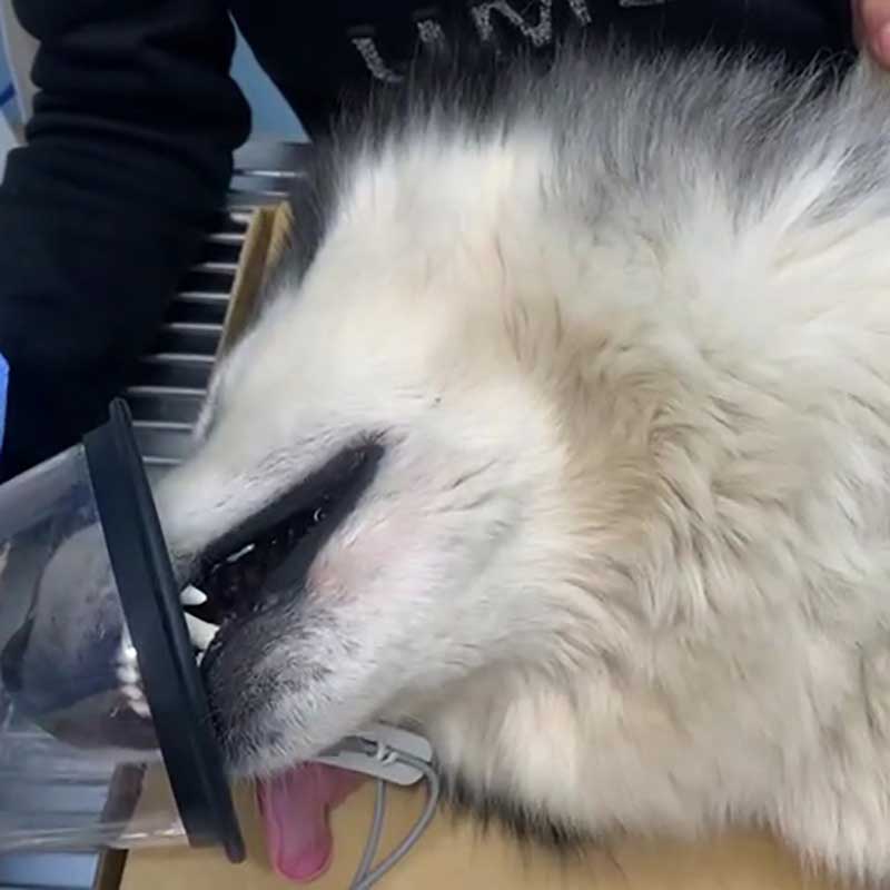 MILOU IS NEUTERED!