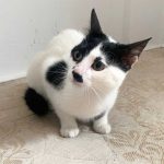 SPOTS: FINALLY HOME