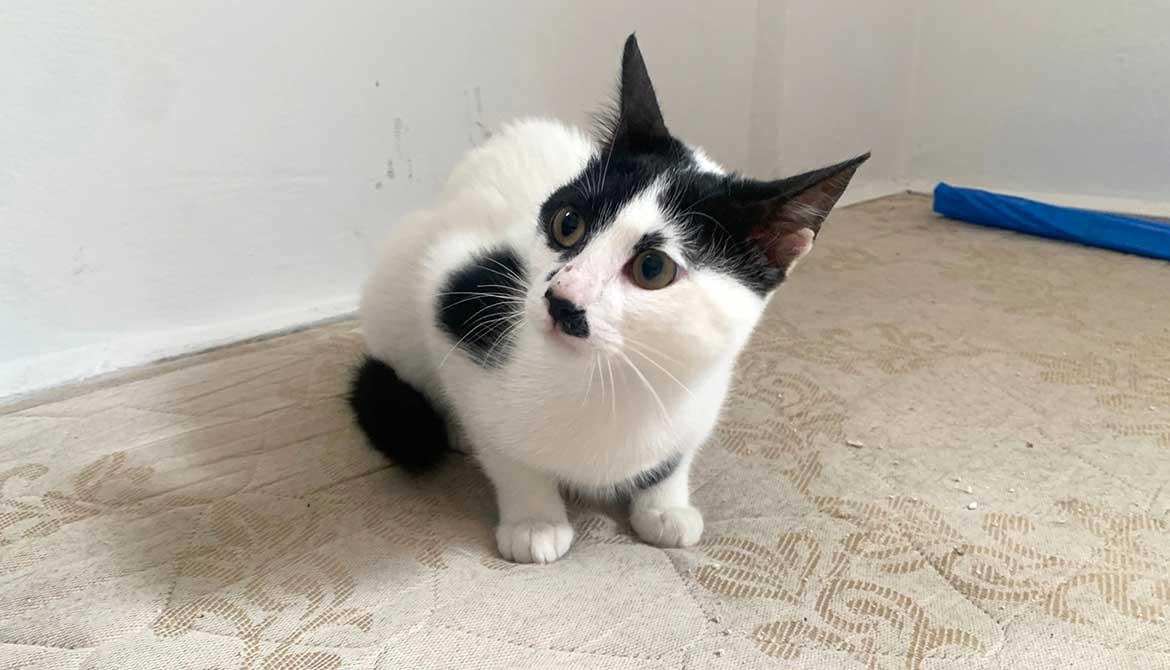 SPOTS: FINALLY HOME