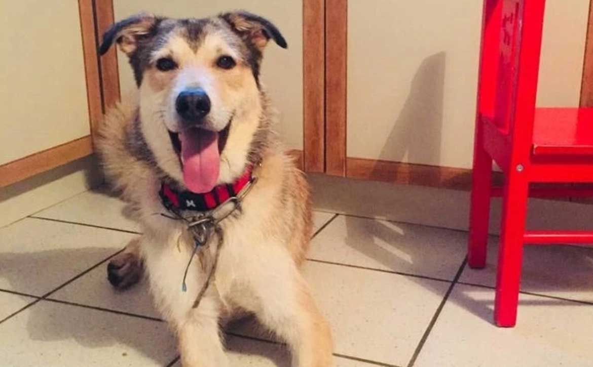 A SUCCESSFUL ADOPTION STORY IN FRANCE!