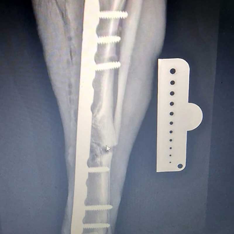 PEGGY TO WALK AGAIN!