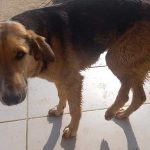 PEGGY TO WALK AGAIN!