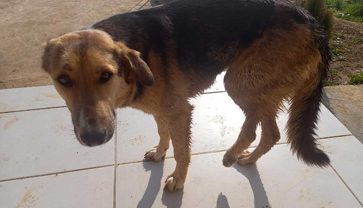 PEGGY TO WALK AGAIN!