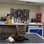 A THIRD CHANCE FOR TIGER