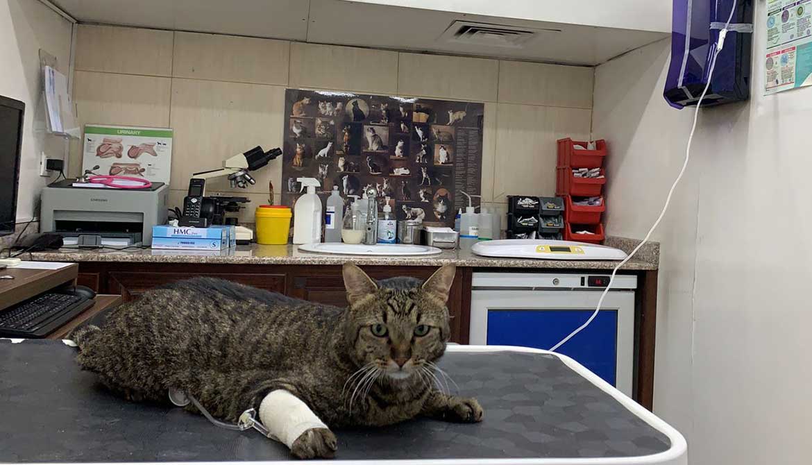 A THIRD CHANCE FOR TIGER