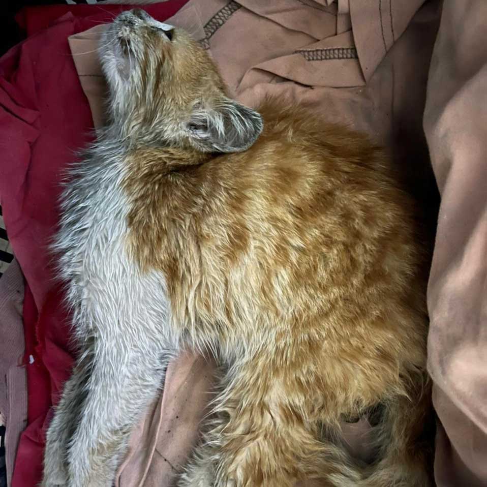 THE BLOND KITTEN WITH A NECK ISSUE