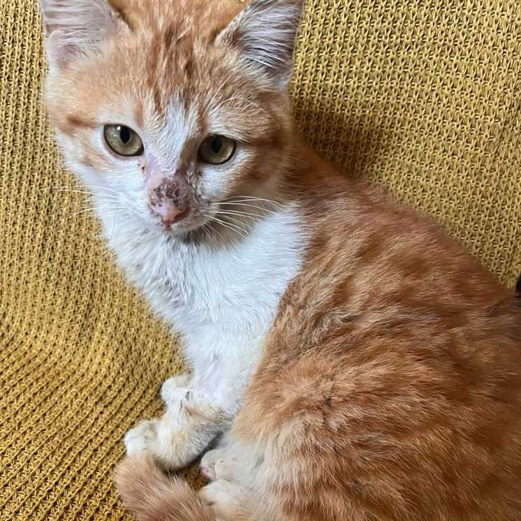 THE BLOND KITTEN WITH A NECK ISSUE