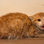 THE BLOND KITTEN WITH A NECK ISSUE
