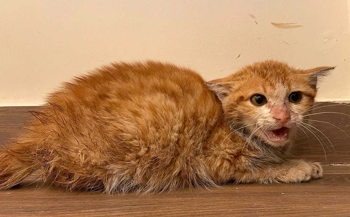 THE BLOND KITTEN WITH A NECK ISSUE