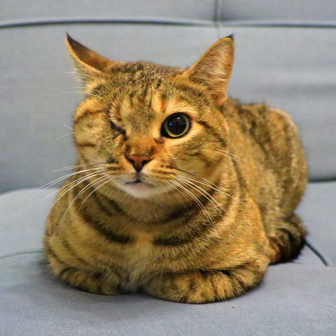 DUMPED WITH STITCHES IN THE EYE AND PREGNANT