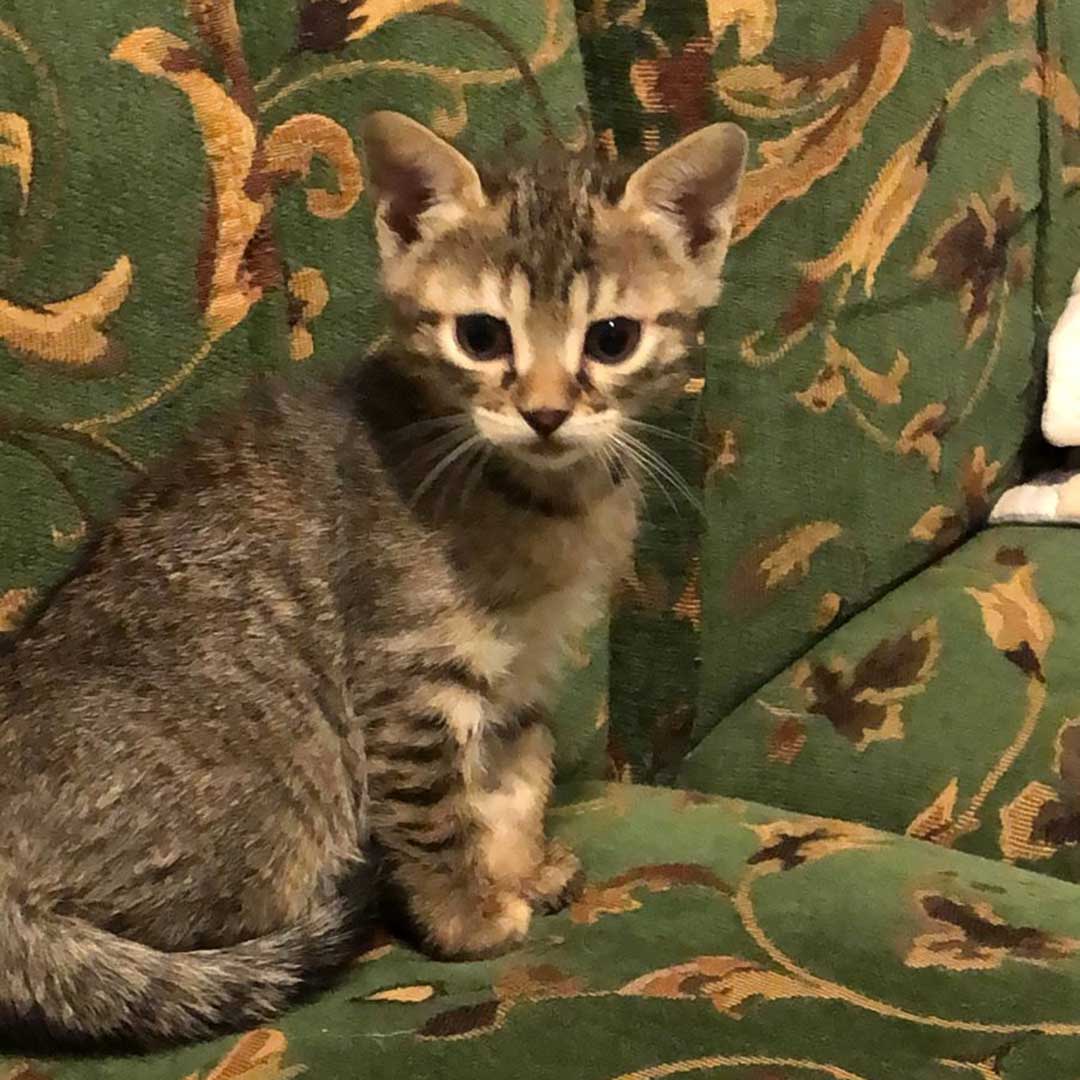 THE 3 KITTENS: FRIDA, FELIX, AND FRED