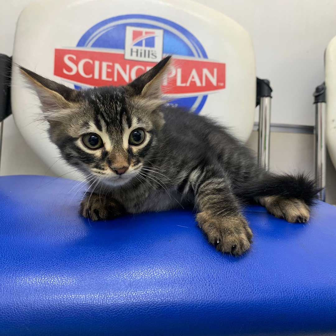 THE 3 KITTENS: FRIDA, FELIX, AND FRED