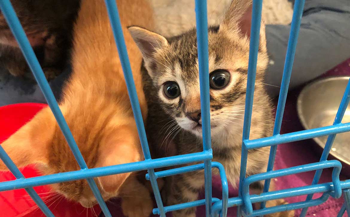 THE 3 KITTENS: FRIDA, FELIX, AND FRED