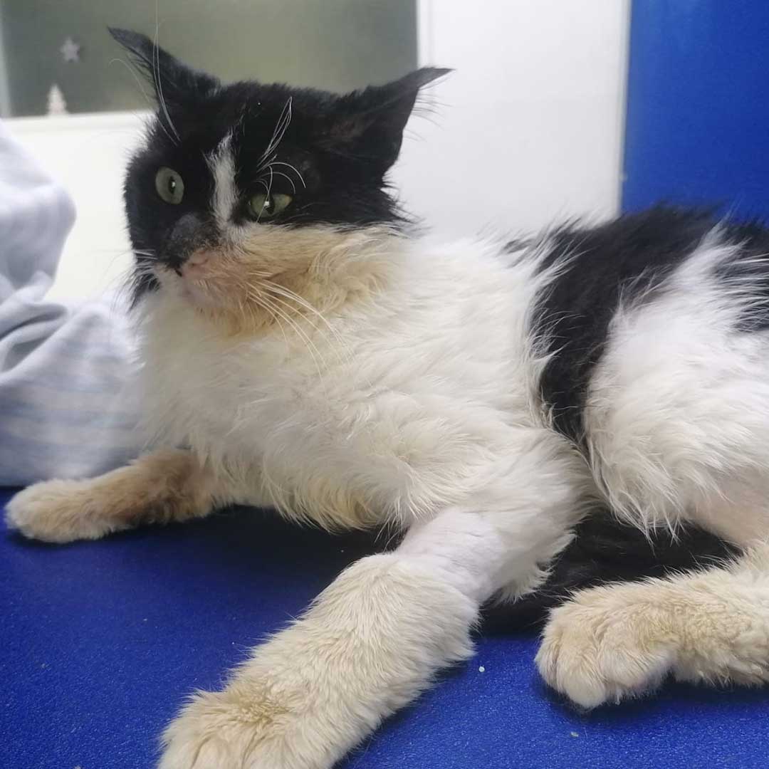 OLLY DUMPED, AT THE HOSPITAL!