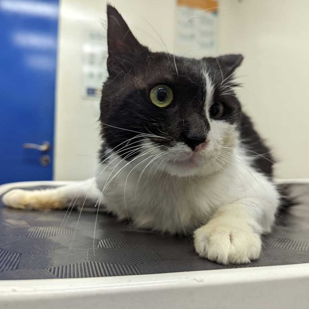 OLLY DUMPED, AT THE HOSPITAL!