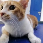NOUR AKA SALLY, THE 3-LEGGED CAT, TO PARIS