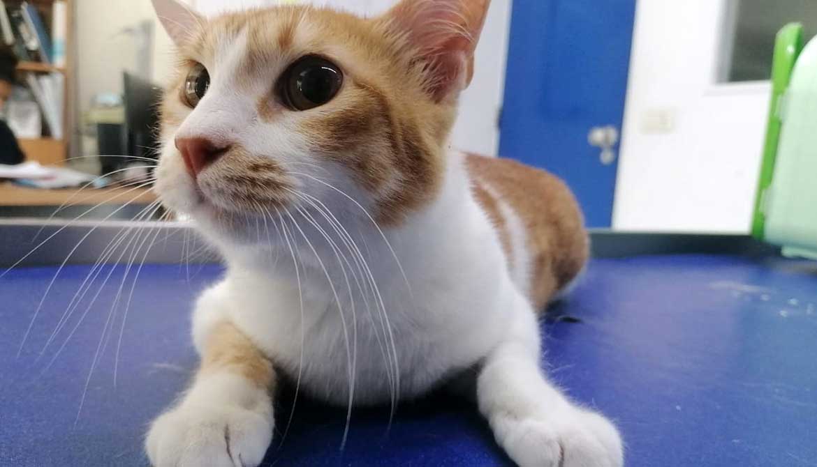 NOUR AKA SALLY, THE 3-LEGGED CAT, TO PARIS