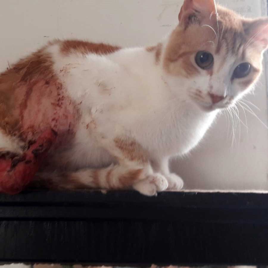 NOUR AKA SALLY, THE 3-LEGGED CAT, TO PARIS
