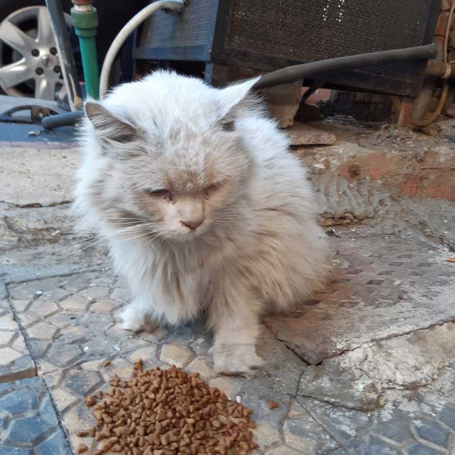BELLO A DUMPED SICK HOUSE CAT