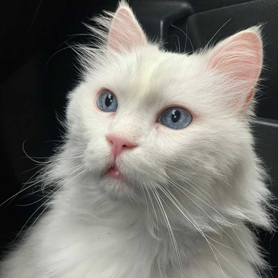 BELLO A DUMPED SICK HOUSE CAT