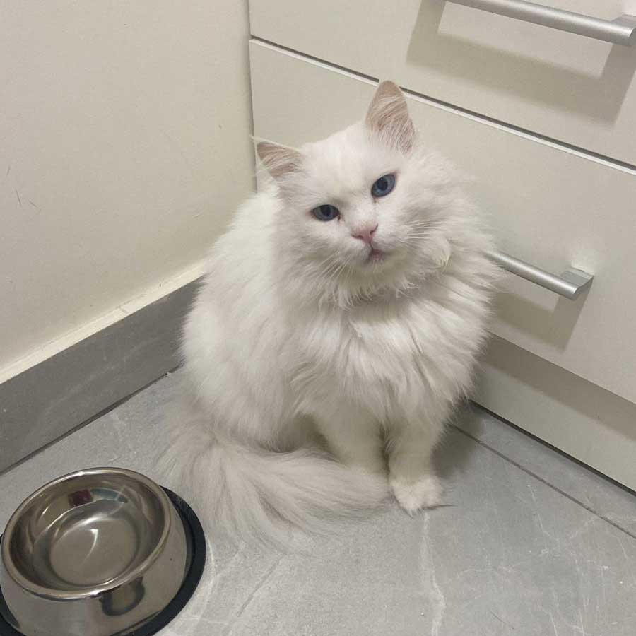 BELLO A DUMPED SICK HOUSE CAT