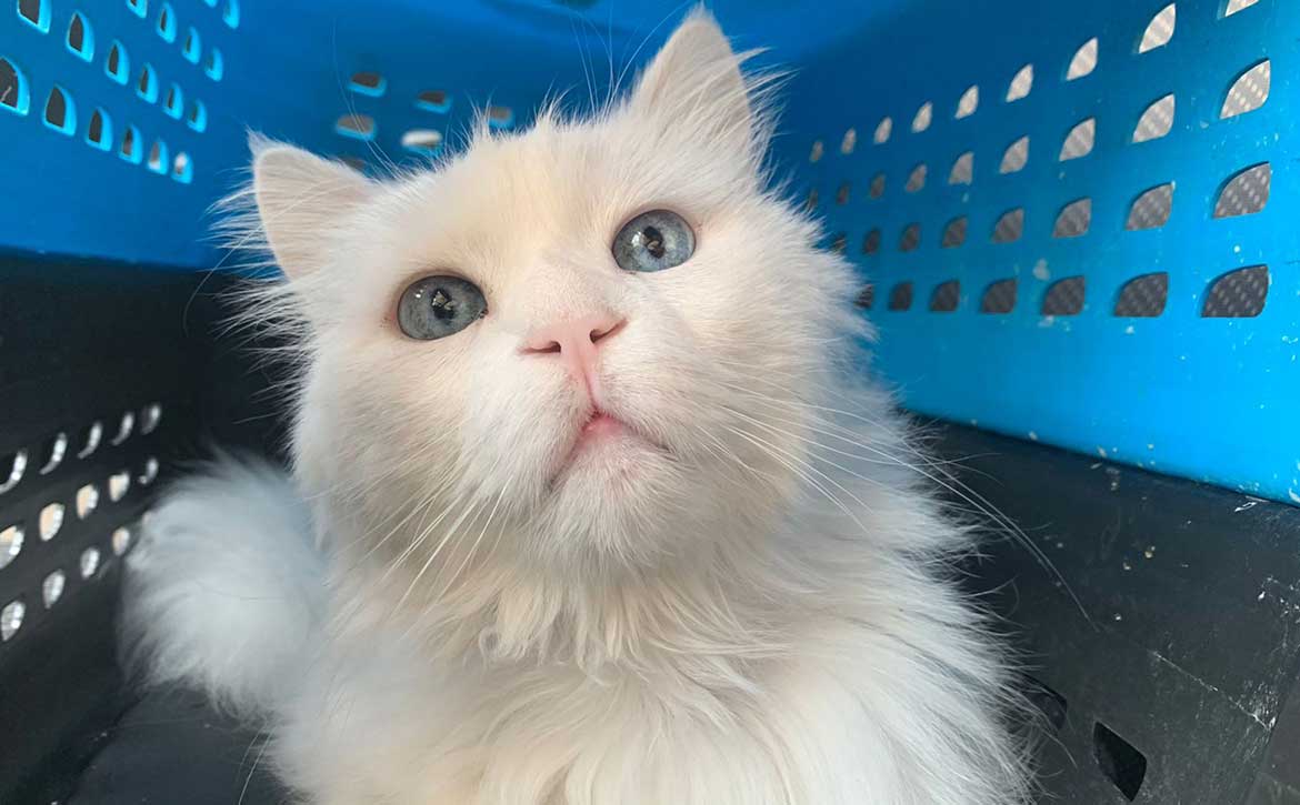 BELLO A DUMPED SICK HOUSE CAT