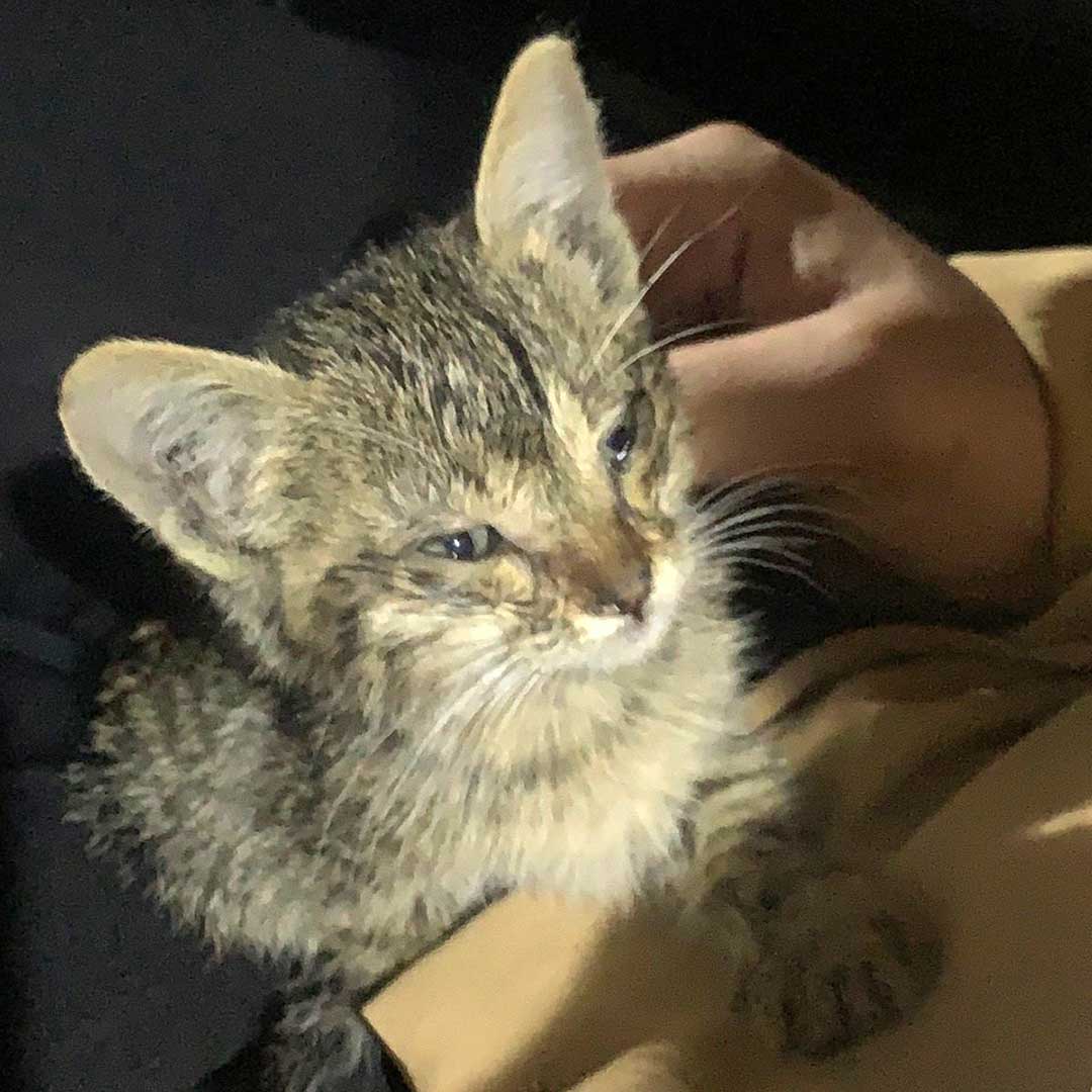 KIMI THE TINY KITTEN