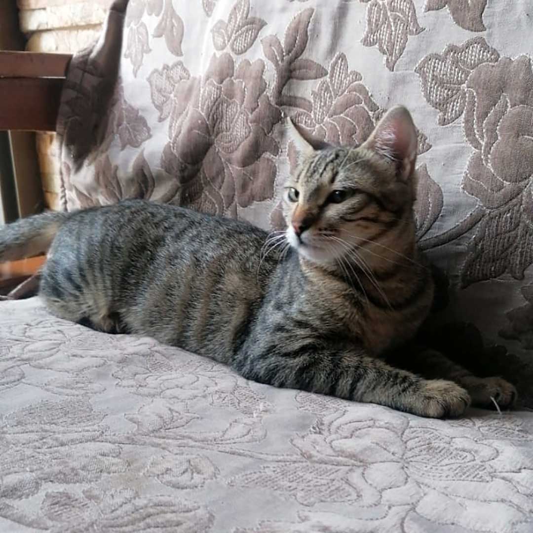 KIMI THE TINY KITTEN