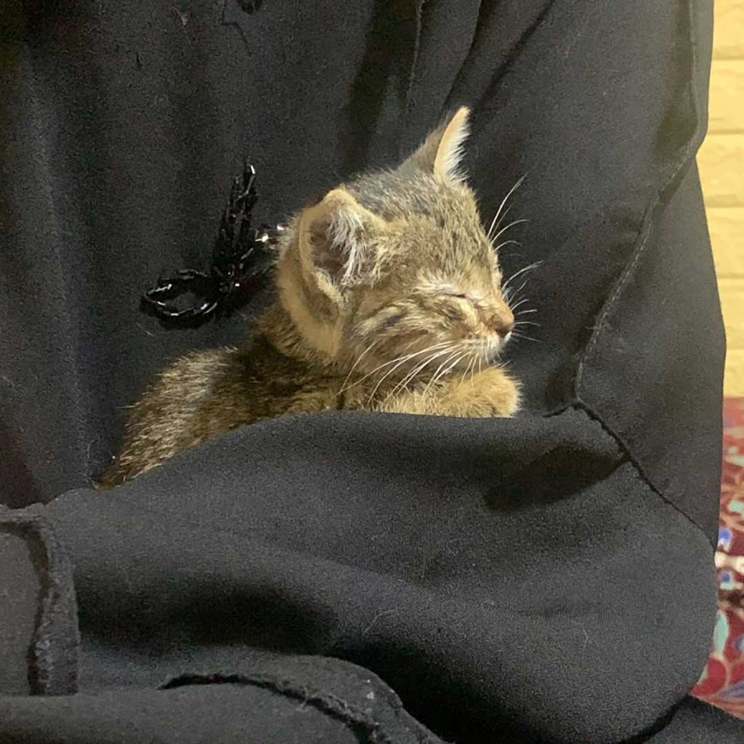 KIMI THE TINY KITTEN
