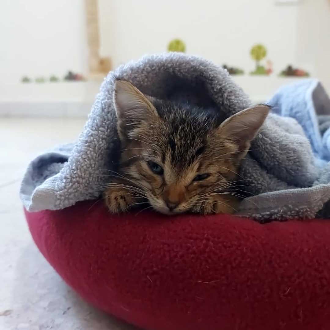 KIMI THE TINY KITTEN