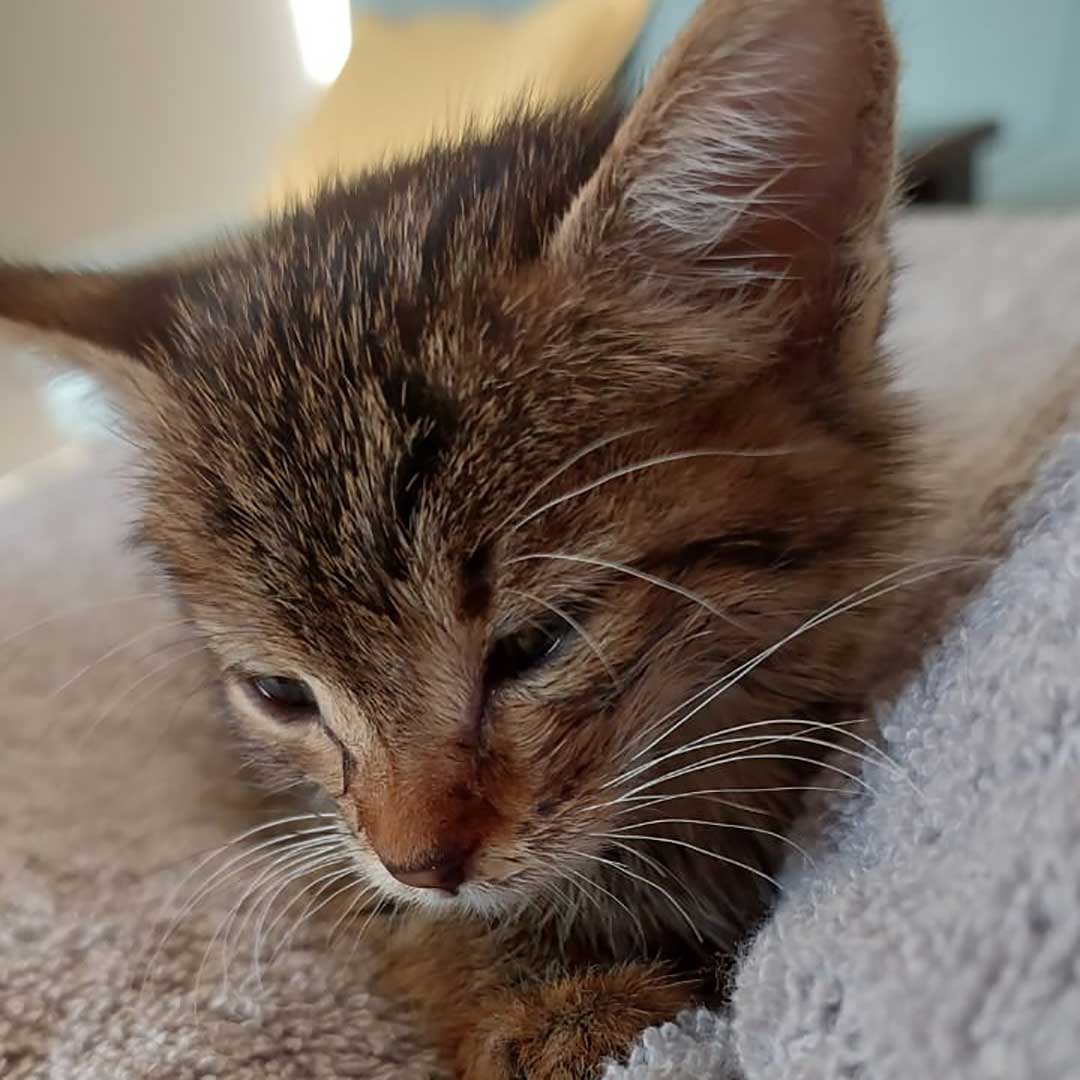 KIMI THE TINY KITTEN