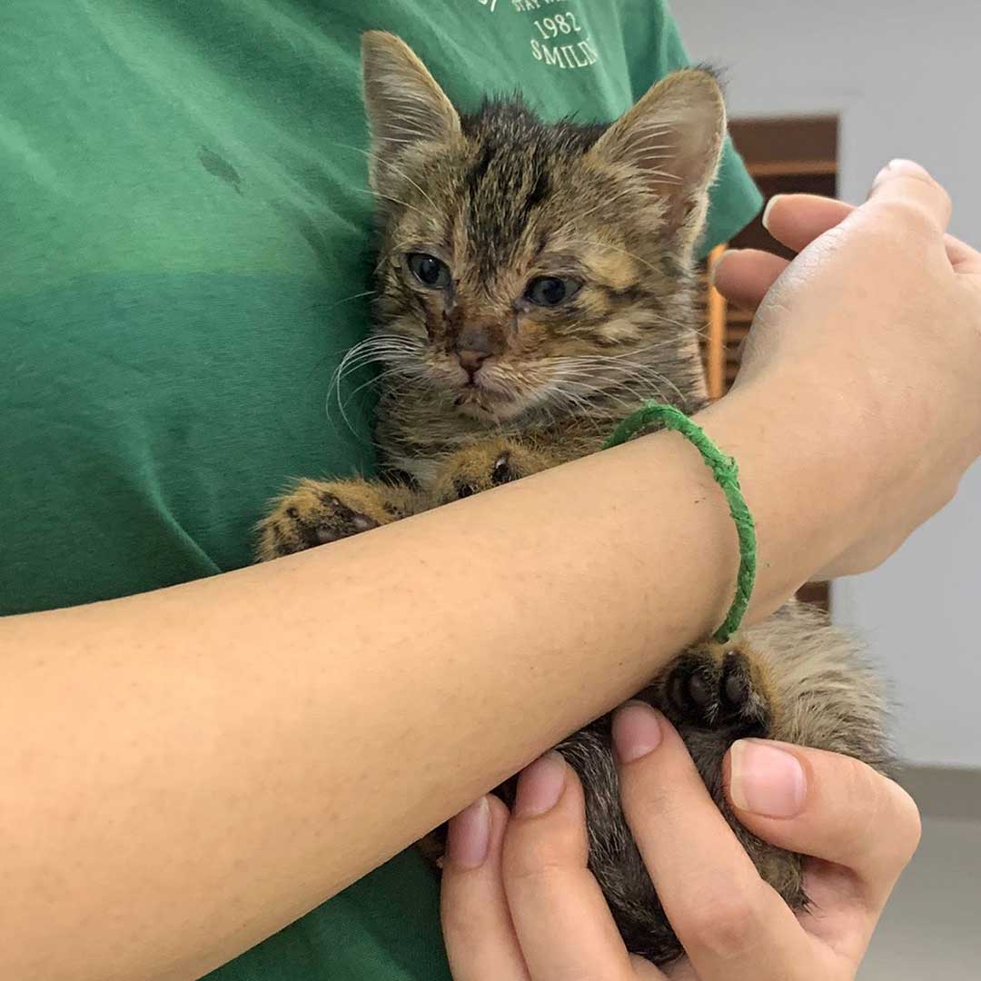 KIMI THE TINY KITTEN