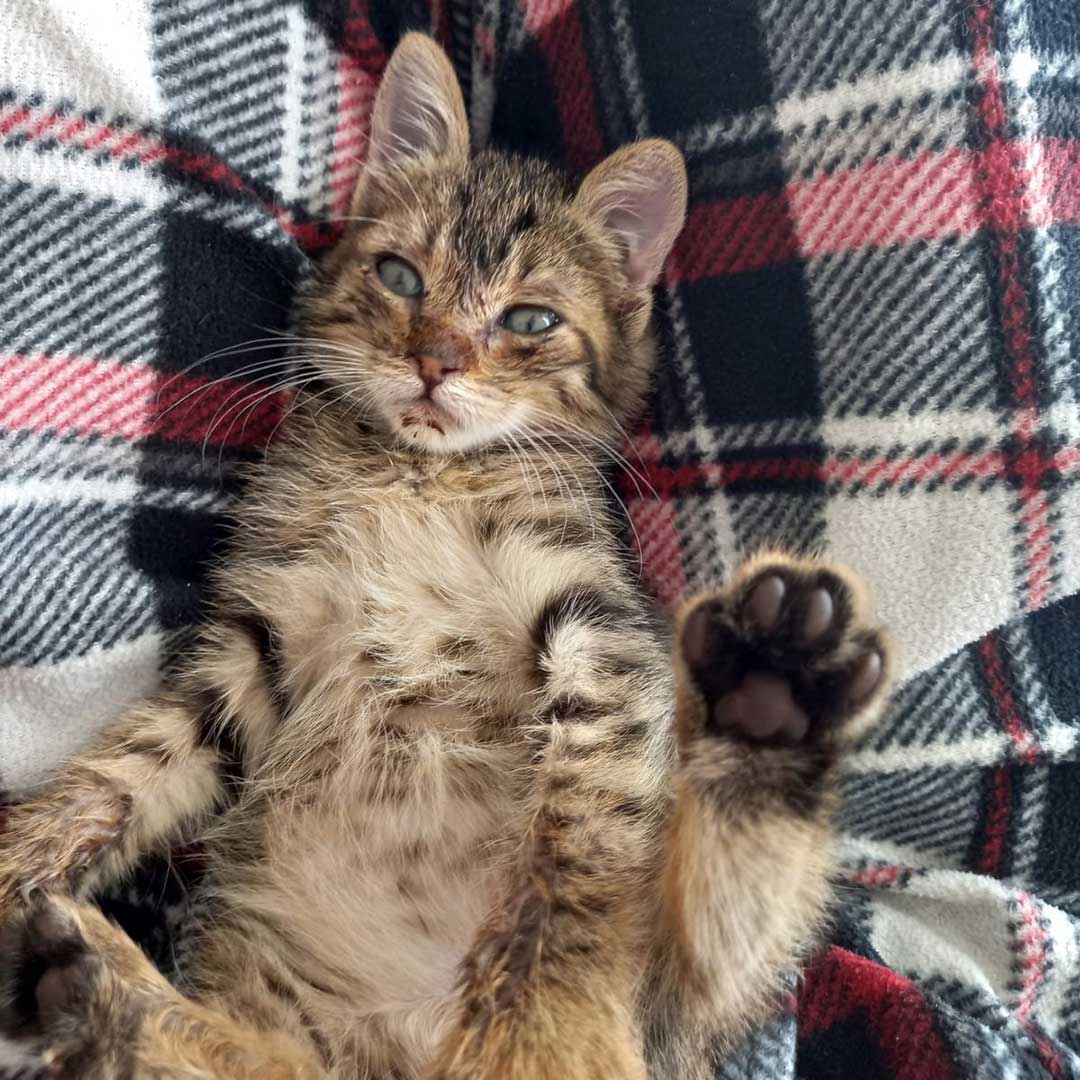 KIMI THE TINY KITTEN