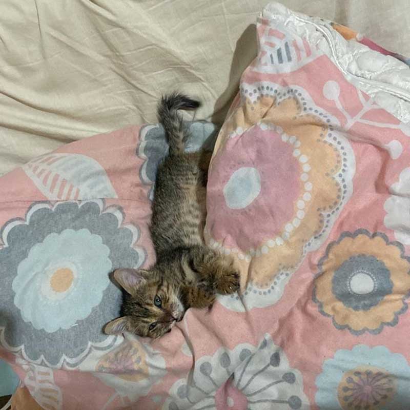 KIMI THE TINY KITTEN