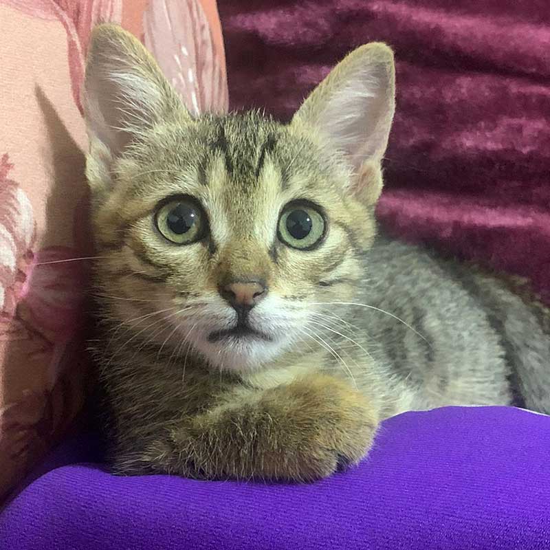 KIMI THE TINY KITTEN