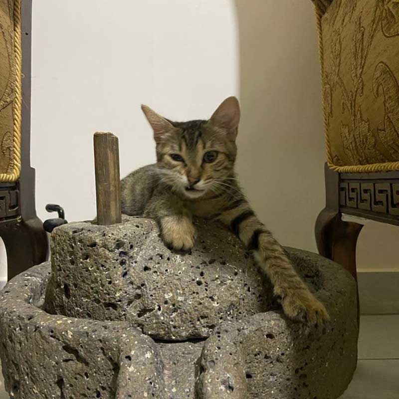 KIMI THE TINY KITTEN