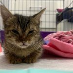 KIMI THE TINY KITTEN