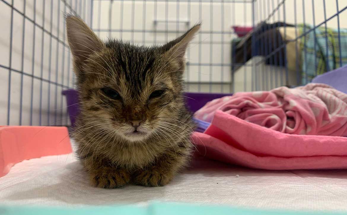 KIMI THE TINY KITTEN
